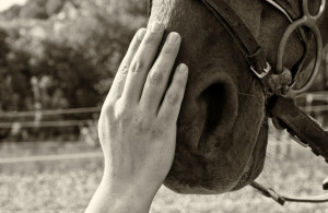 equine assisted mental health