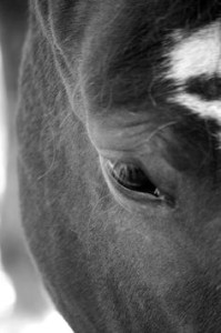 equine assisted mental health